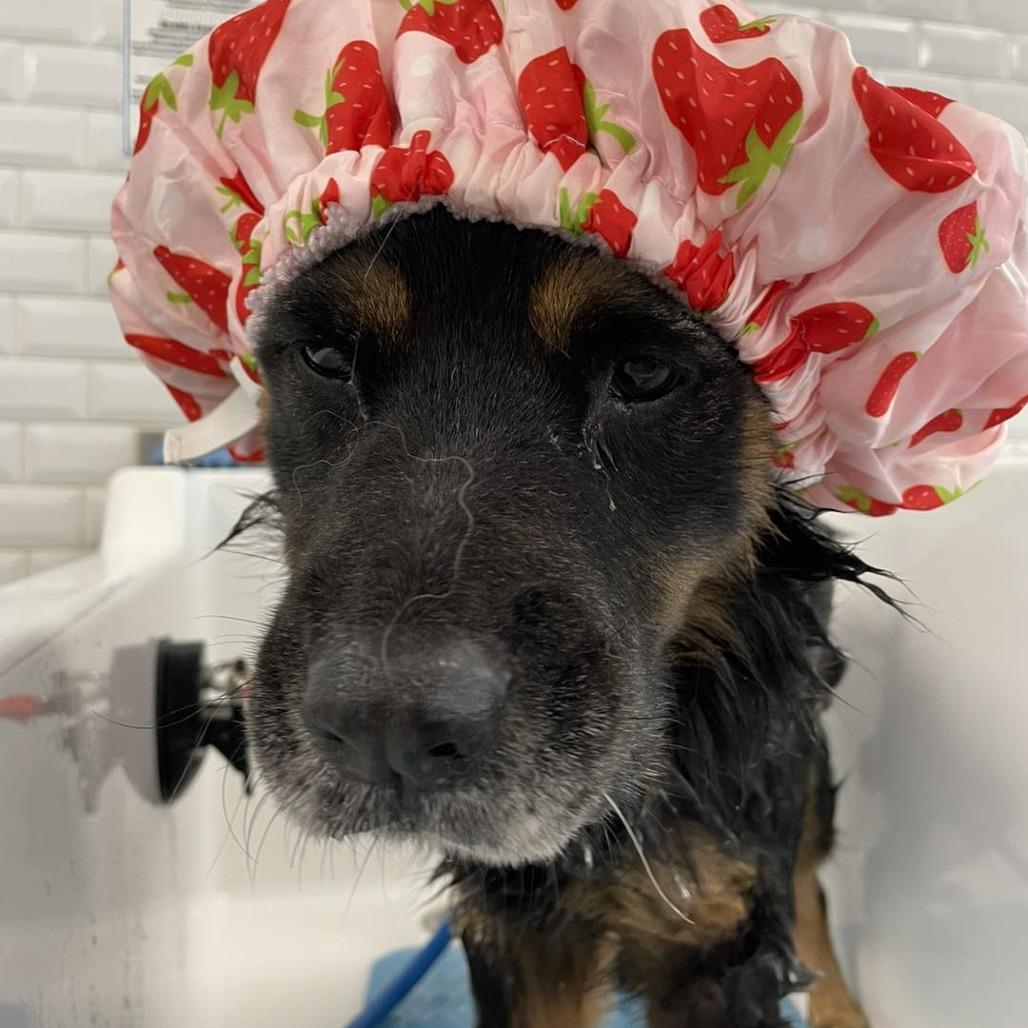 Maggie, a Adoptable mixed breed in Sarasota, FL image 6/6