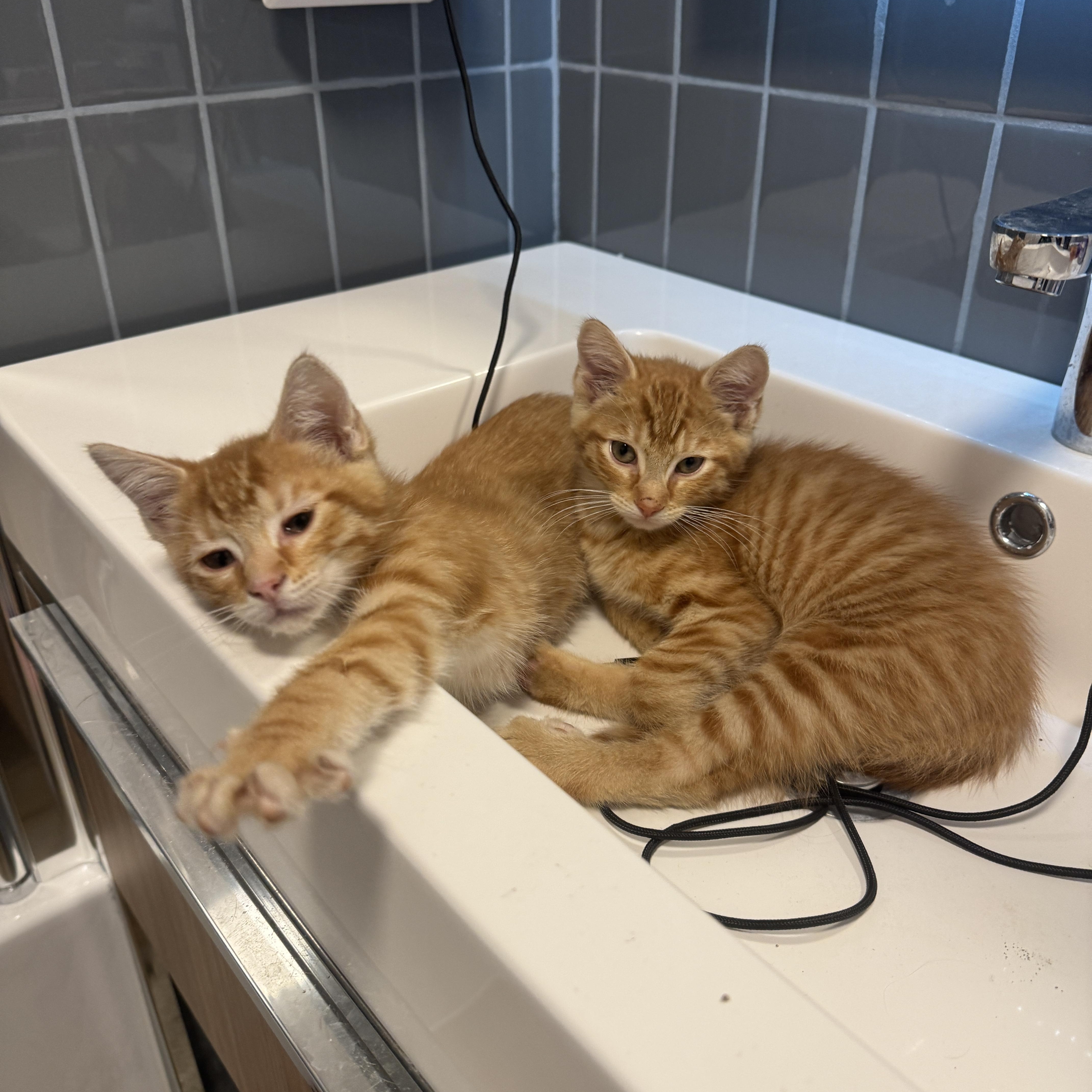 Enlarge Caramel, a Adoptable Tabby in Bayonne, NJ image 4/4