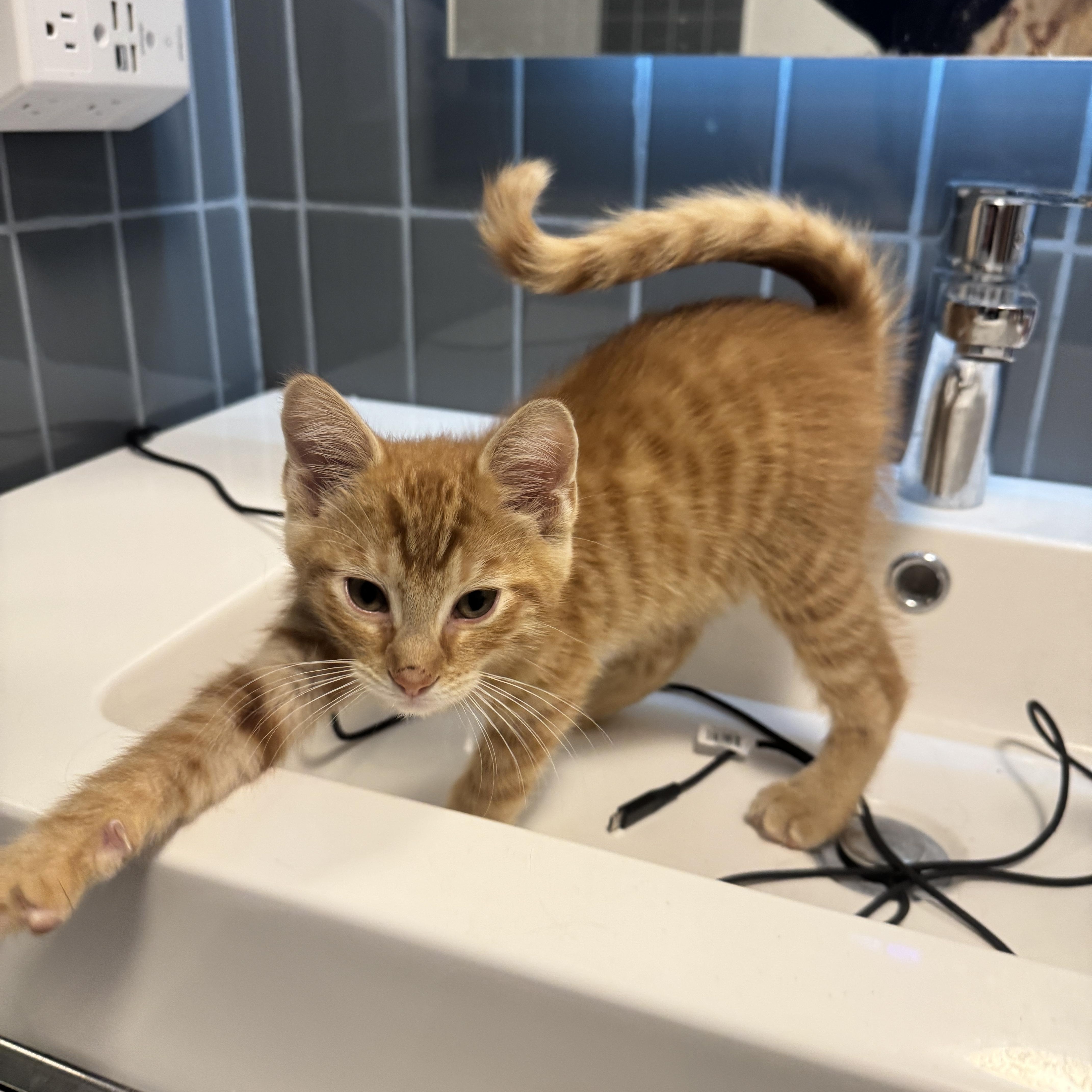 Enlarge Caramel, a Adoptable Tabby in Bayonne, NJ image 3/4