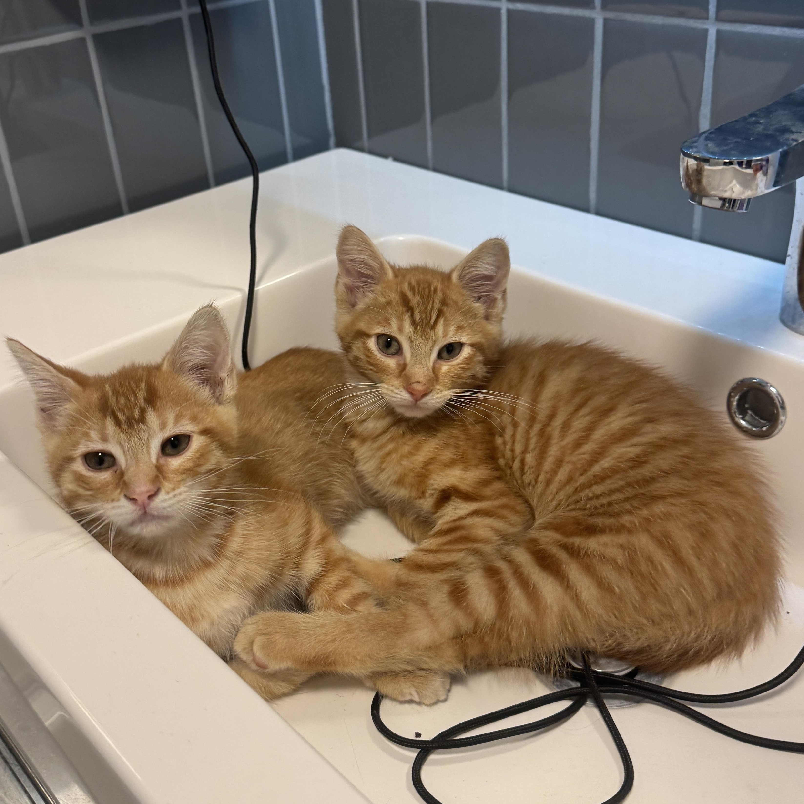 Enlarge Caramel, a Adoptable Tabby in Bayonne, NJ image 1/4