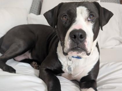 Enlarge Kathy Bates, a Adoptable Mixed Breed in Atlanta, GA image 1/3