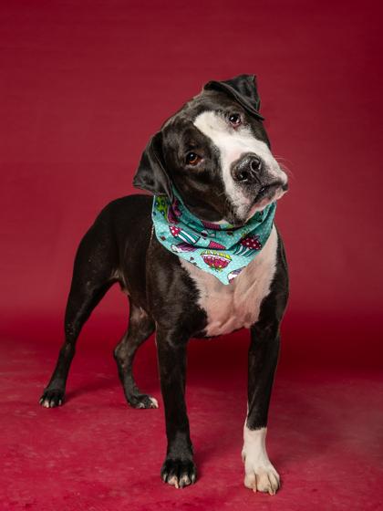 Enlarge Kathy Bates, a Adoptable Mixed Breed in Atlanta, GA image 2/3
