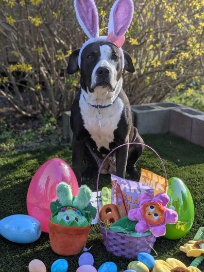 Enlarge Kathy Bates, a Adoptable Mixed Breed in Atlanta, GA image 3/3