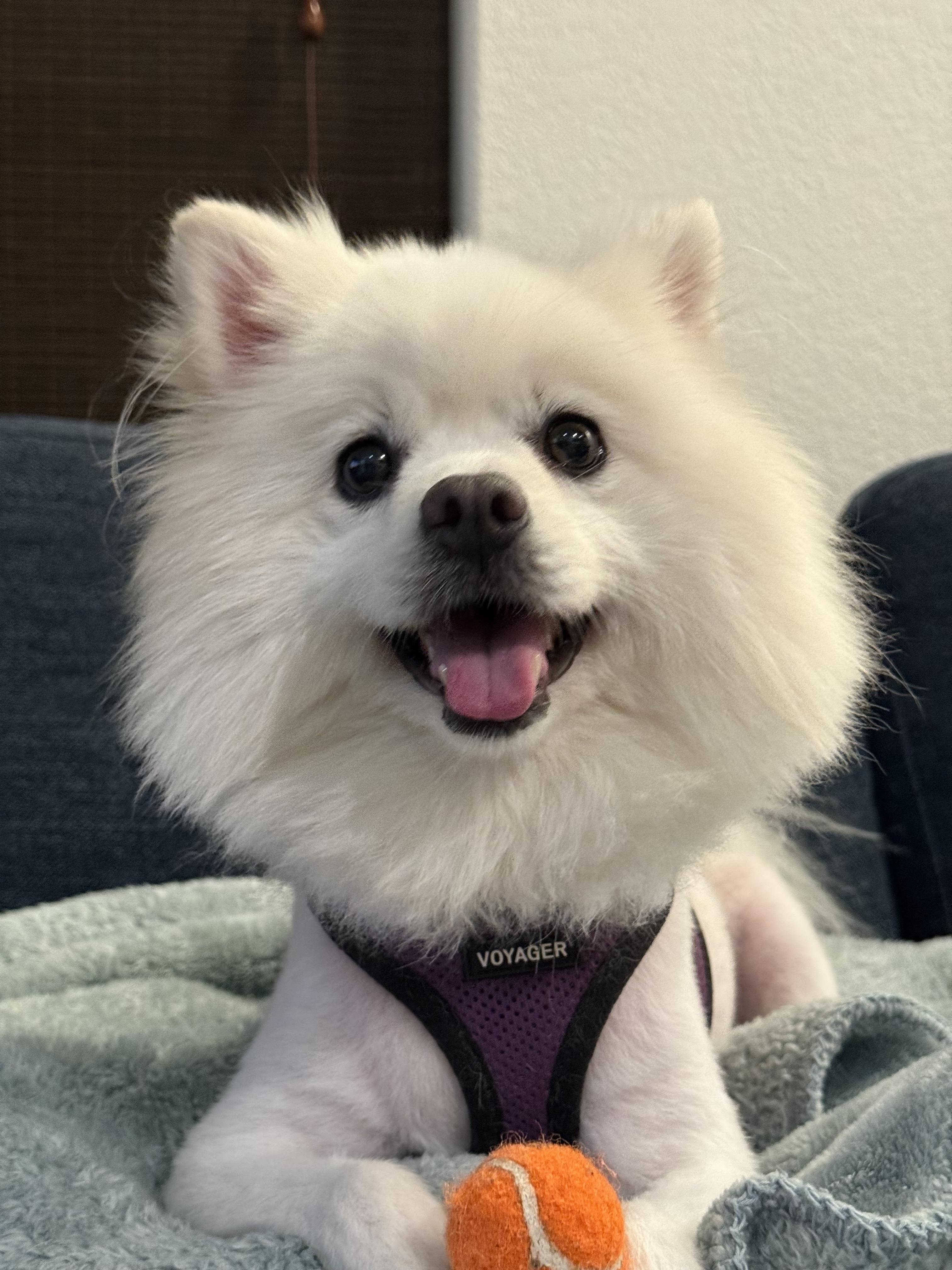 Breed Spitz mix Age 3 yrs Weight 15 lbs Good with dogs yes Good with cats