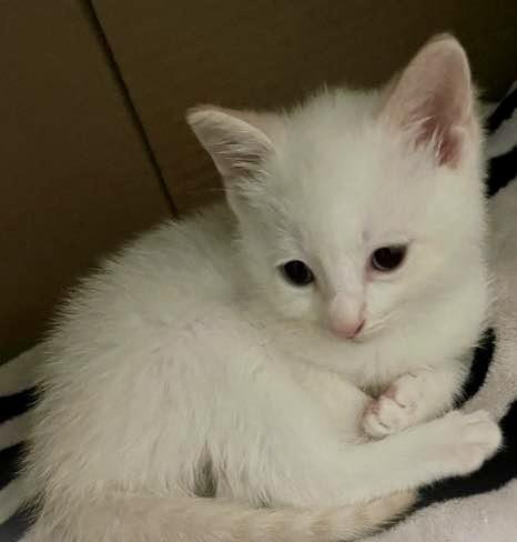Enlarge Coconut, an adopted Domestic Short Hair in Glendale, NY image 1/1