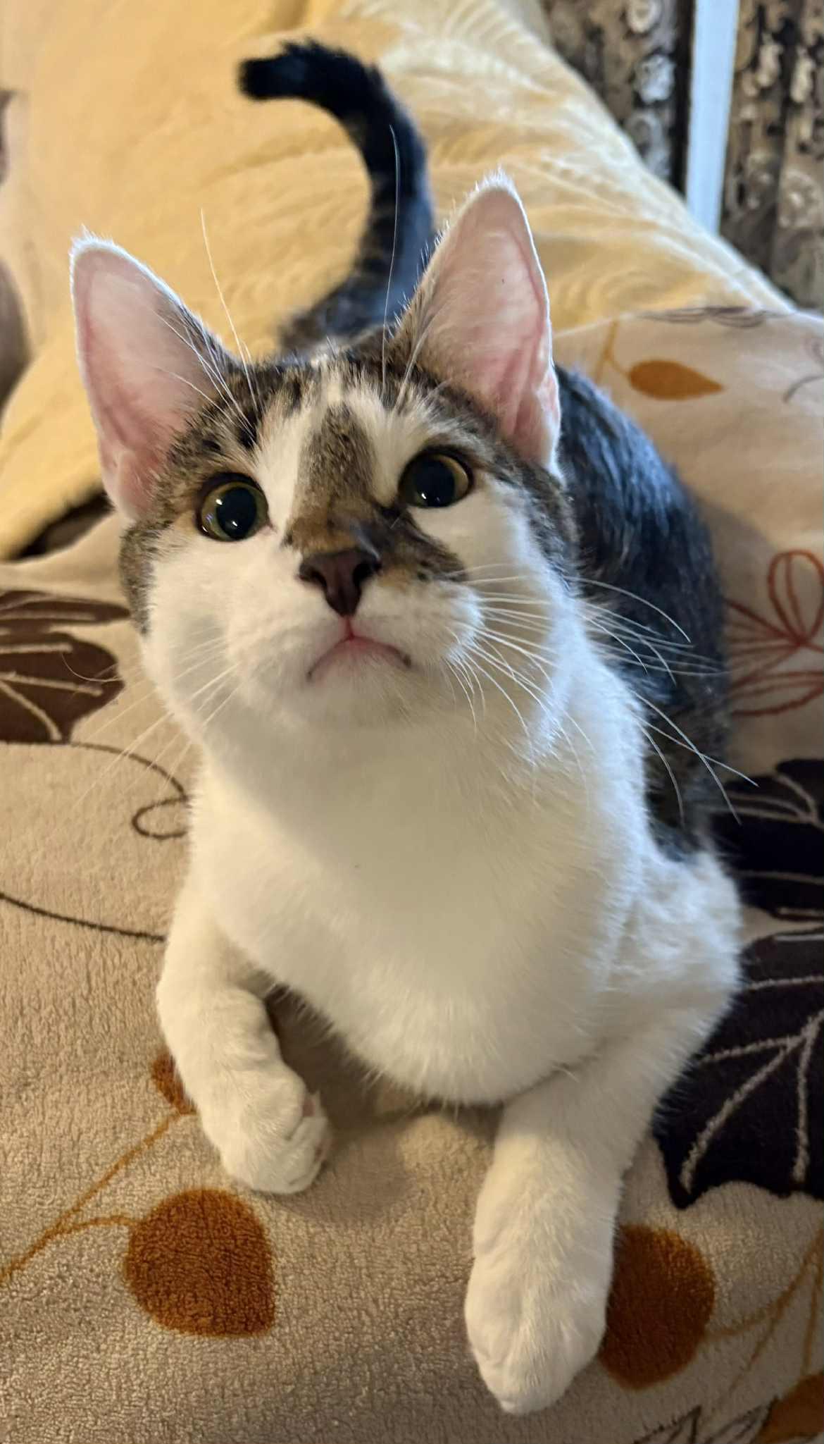 Buddy, ADOPTABLE, Young Male Domestic Short Hair.