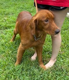 Dior, adopted, Adult Male Golden Retriever.