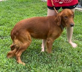 Dior, an adopted Golden Retriever in Longwood, FL image 2/4
