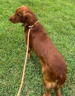 Dior, an adopted Golden Retriever in Longwood, FL image 4/4