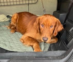 Dior, an adopted Golden Retriever in Longwood, FL image 3/4