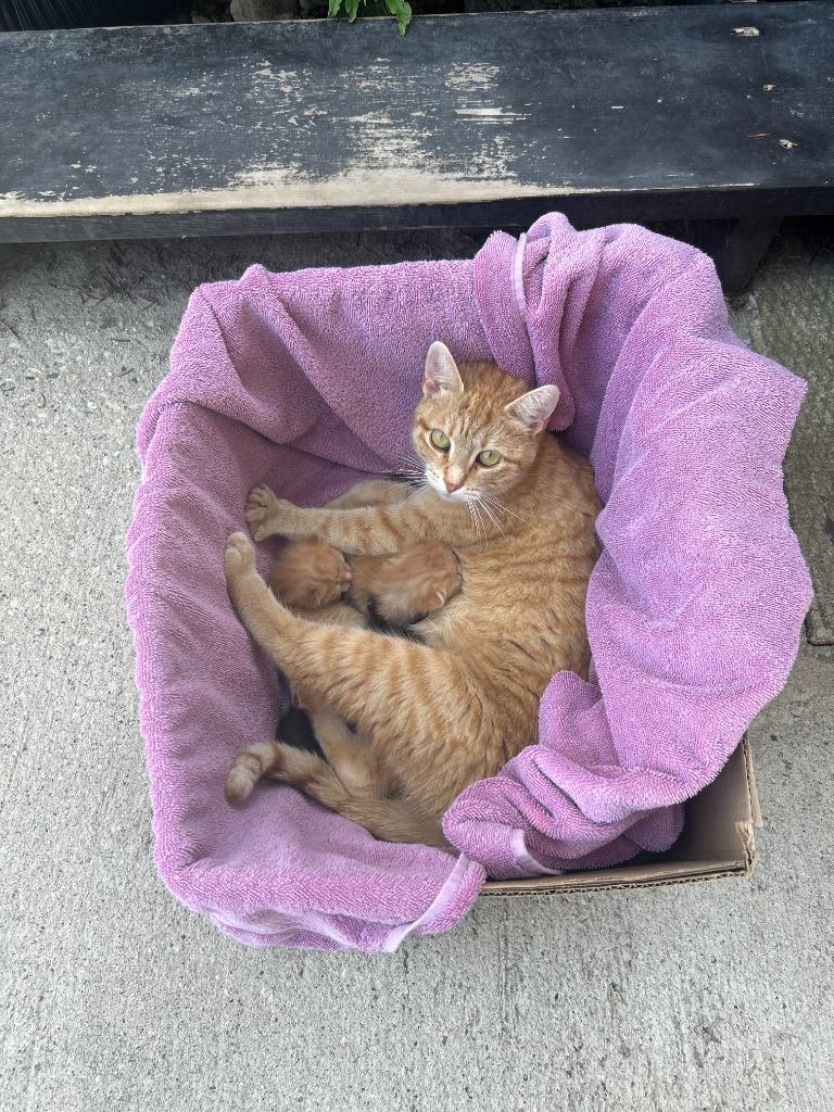 Enlarge Summer, a Adoptable Domestic Short Hair in Arthur, ON image 1/6