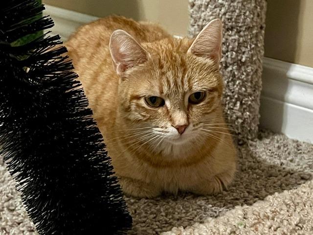 Enlarge Summer, a Adoptable Domestic Short Hair in Arthur, ON image 2/6