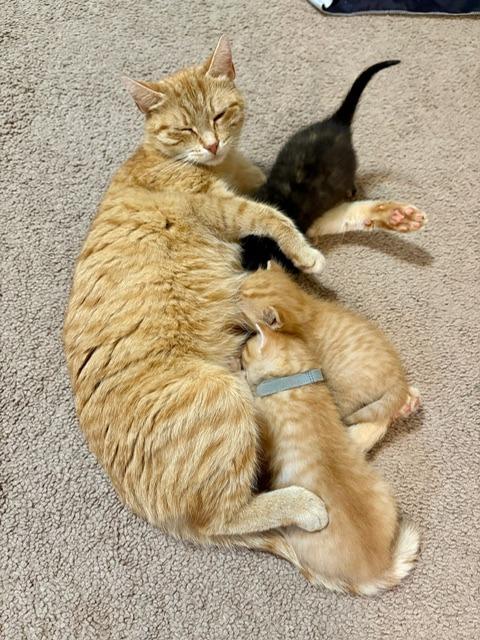 Enlarge Summer, a Adoptable Domestic Short Hair in Arthur, ON image 3/6