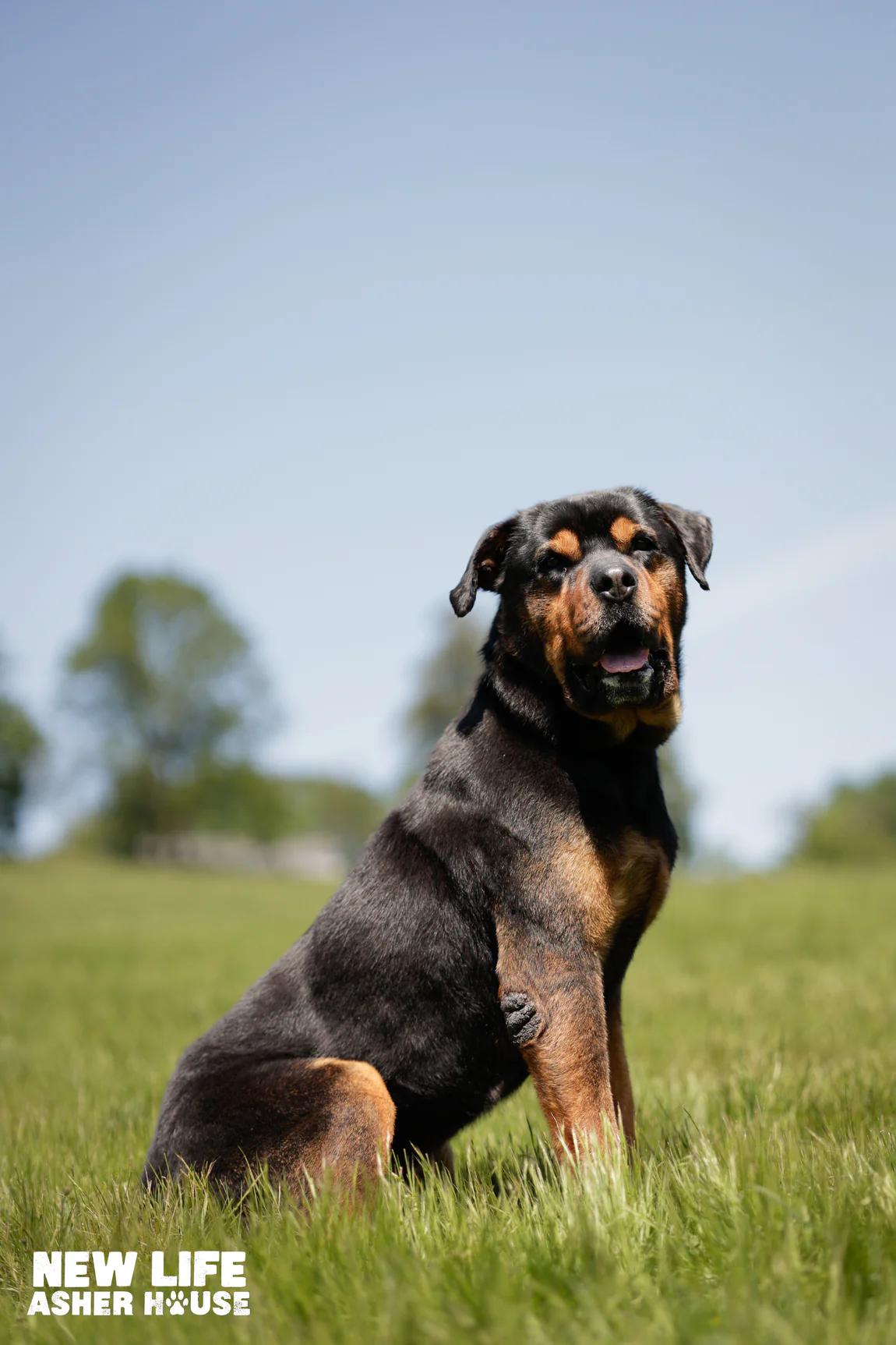 Roman, Adoptable, Adult Male Rottweiler.
