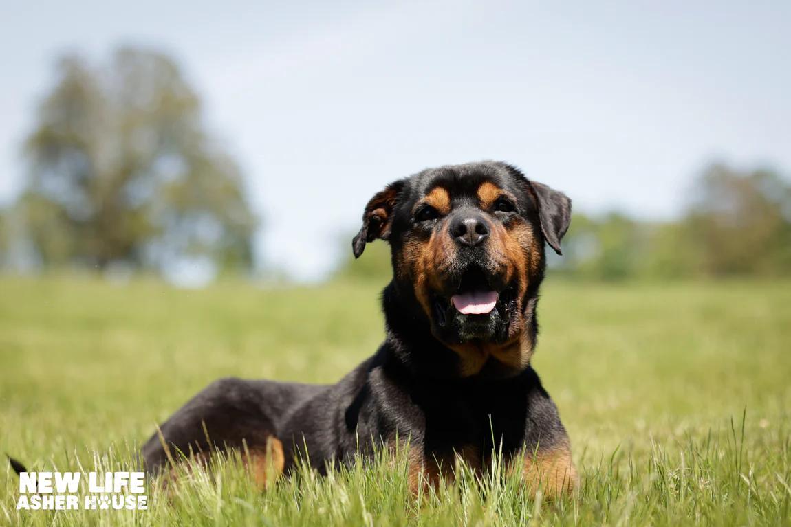 Enlarge Roman, a Adoptable mixed breed in Portland, OR image 2/4