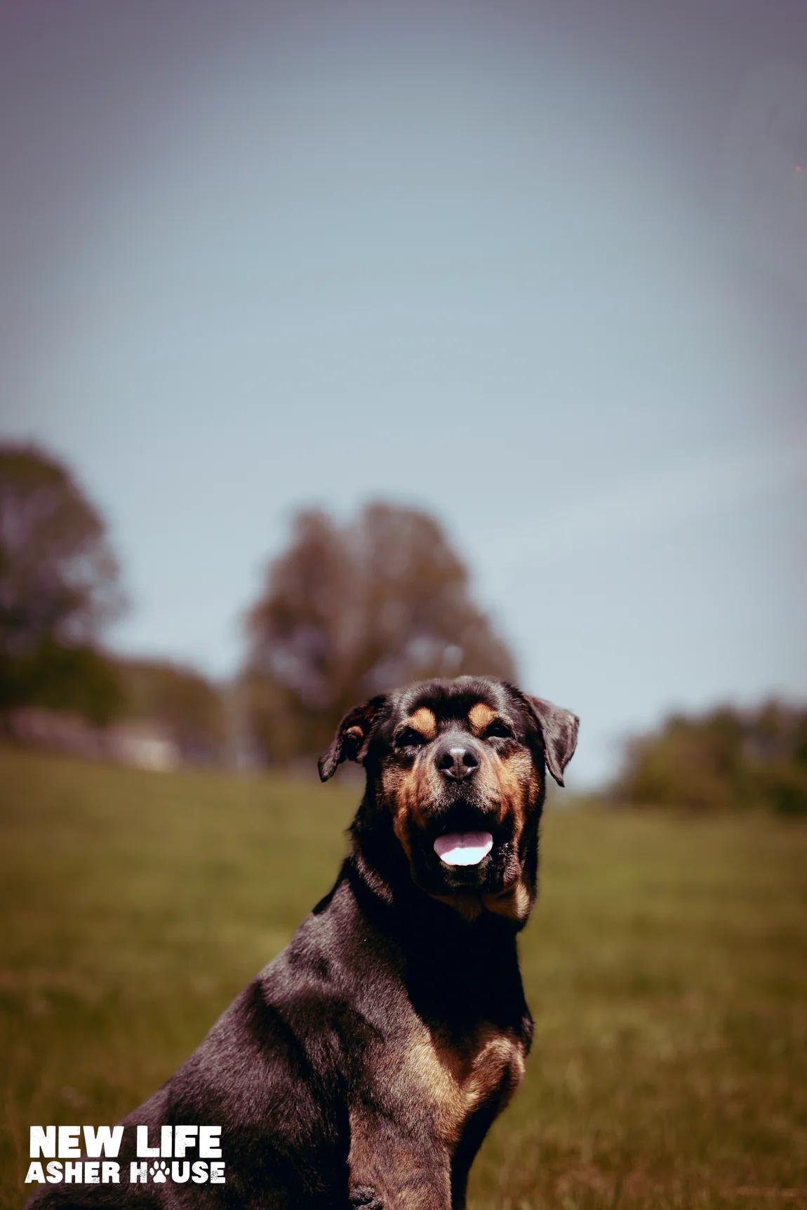 Enlarge Roman, a Adoptable mixed breed in Portland, OR image 3/4