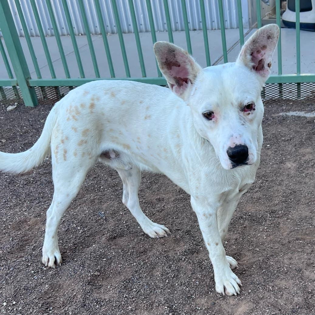 Rocko, an adoptable Mixed Breed in Hobbs, NM, 88240 | Photo Image 1