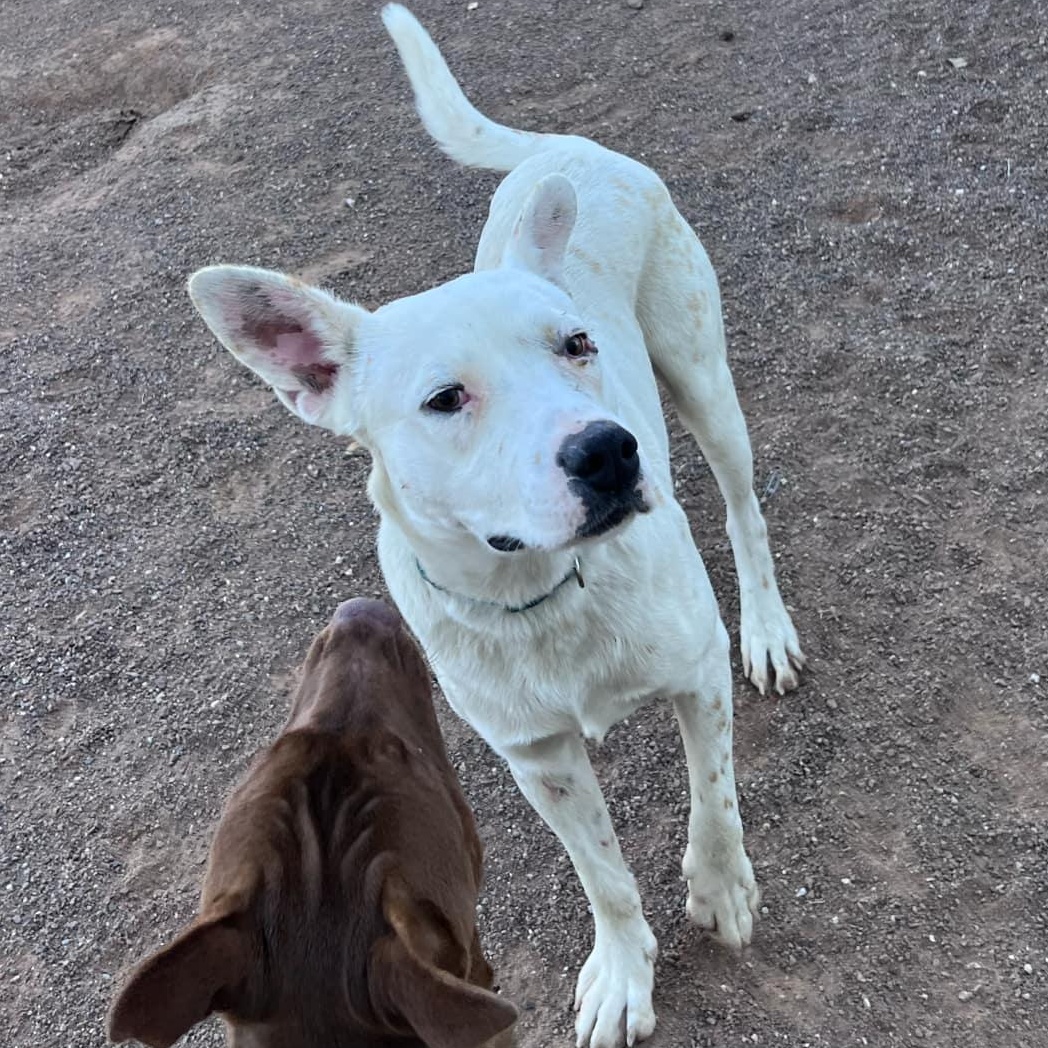 Rocko, an adoptable Mixed Breed in Hobbs, NM, 88240 | Photo Image 2