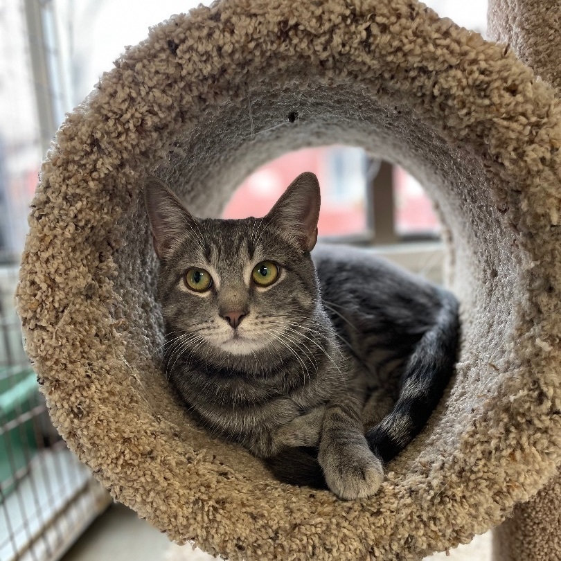 Luca, a Adoptable Domestic Short Hair in Colonia, NJ image 1/12