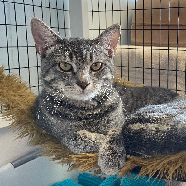 Luca, a Adoptable Domestic Short Hair in Colonia, NJ image 2/12