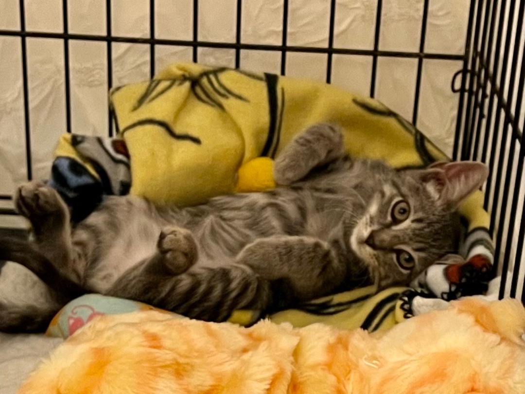 Luca, a Adoptable Domestic Short Hair in Colonia, NJ image 3/12