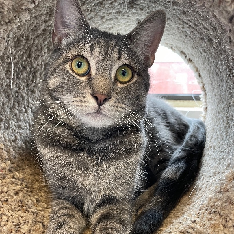 Luca, a Adoptable Domestic Short Hair in Colonia, NJ image 4/12