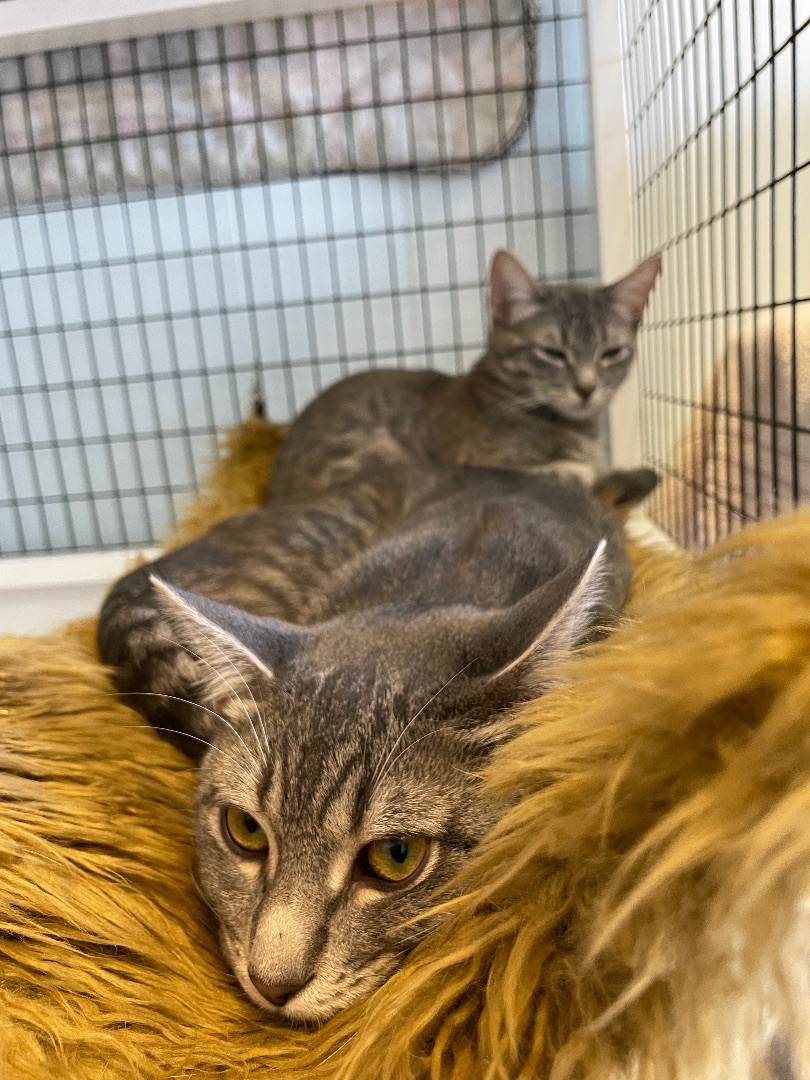 Luca, a Adoptable Domestic Short Hair in Colonia, NJ image 5/12