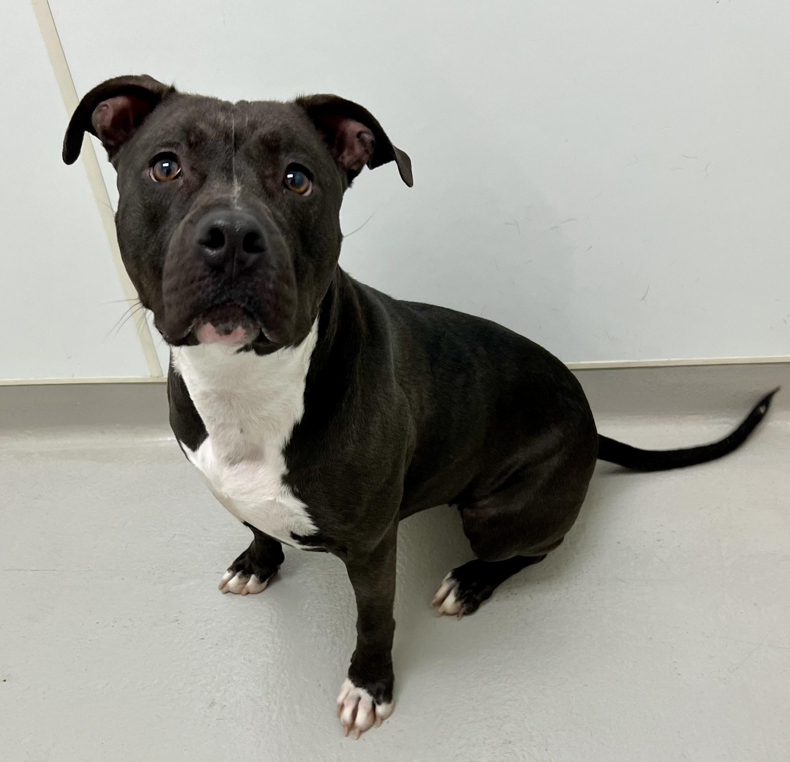 Enlarge Gladys, an adoptable mixed breed in Danville, IN image 3/5