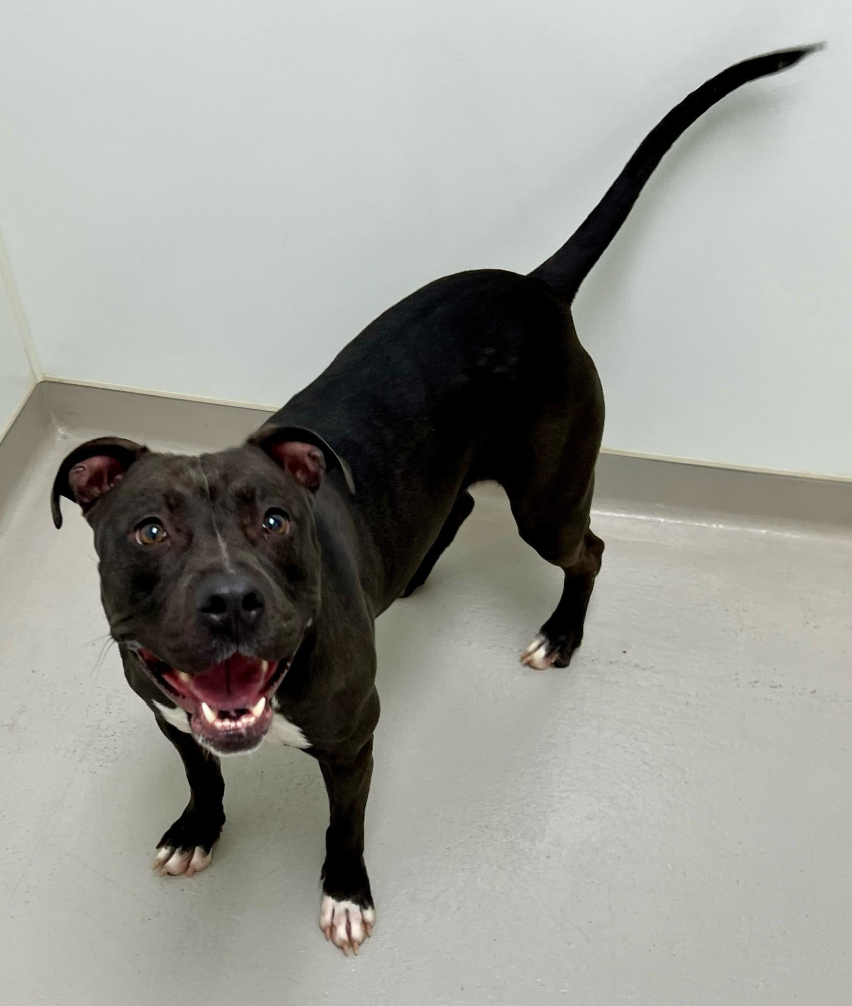 Enlarge Gladys, an adoptable mixed breed in Danville, IN image 5/5