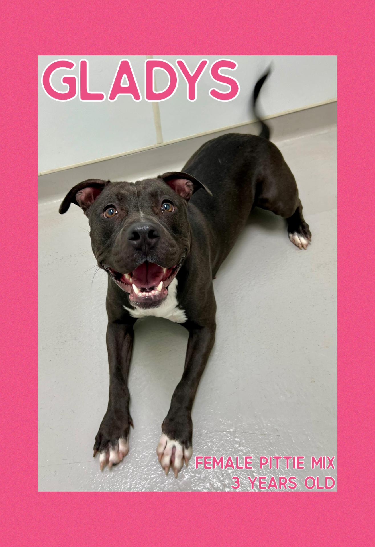Gladys, adoptable, Adult Female Pit Bull Terrier.