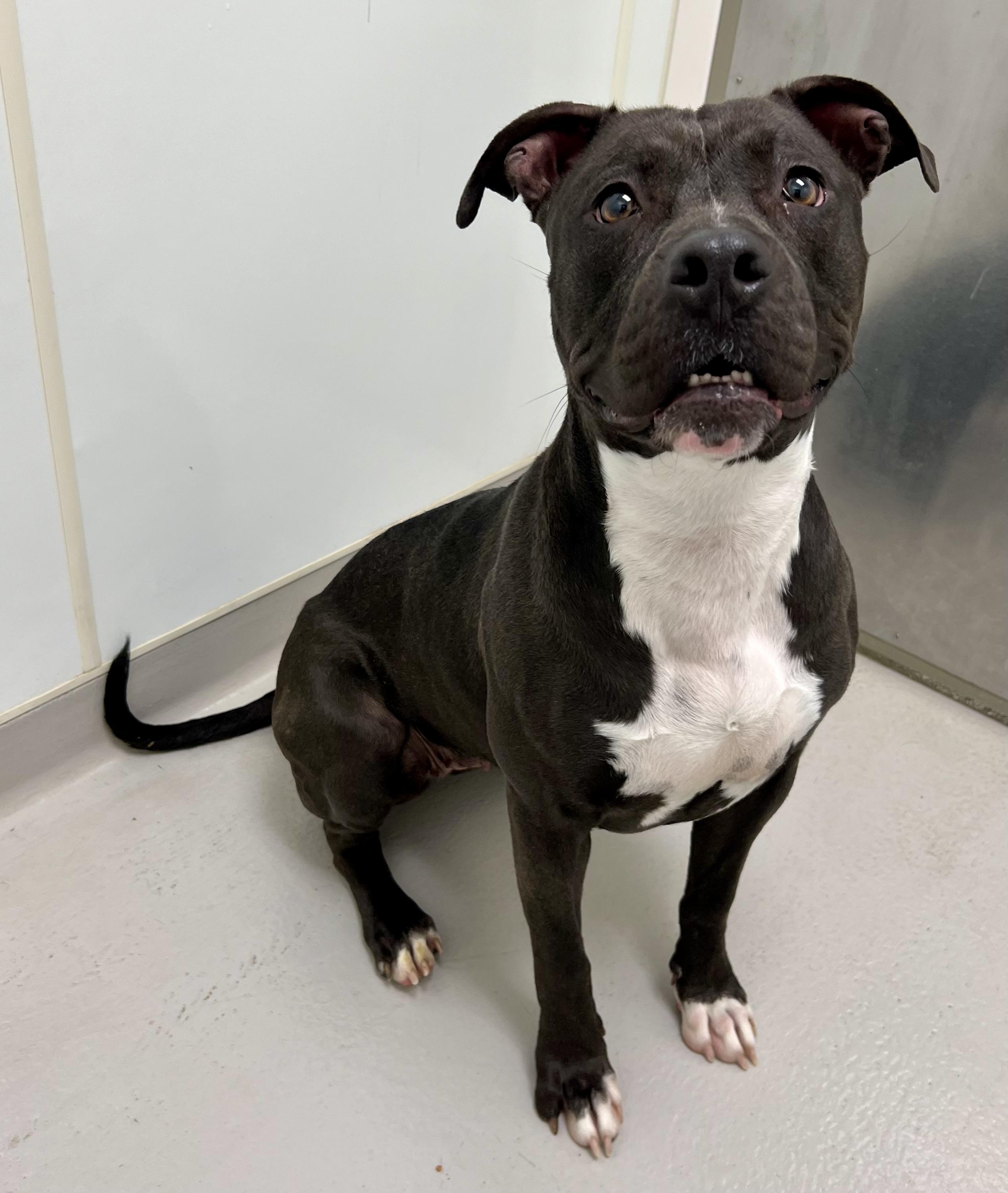 Enlarge Gladys, an adoptable mixed breed in Danville, IN image 4/5