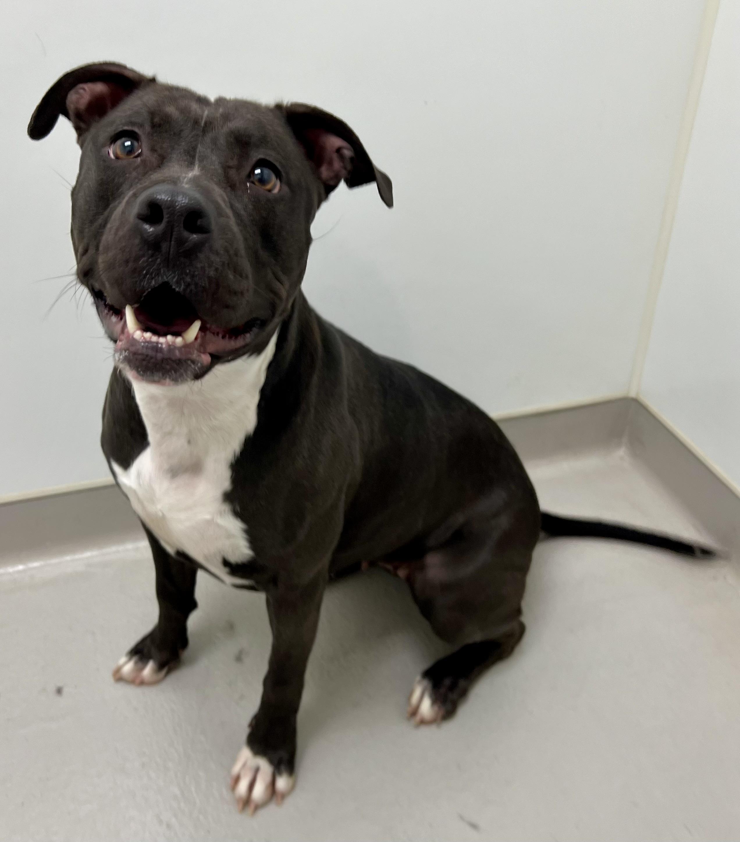 Enlarge Gladys, an adoptable mixed breed in Danville, IN image 2/5