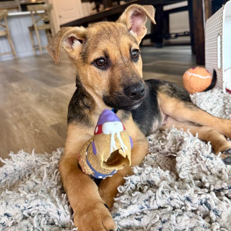 Currant, a Adoptable mixed breed in Salem, OR image 4/6