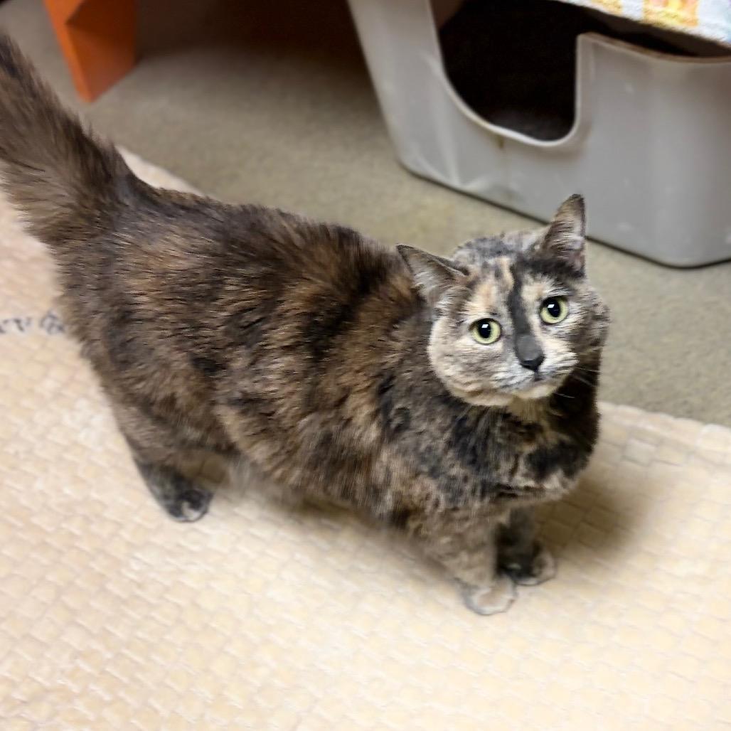 Ghosty, Adoptable, Adult Female Domestic Short Hair.