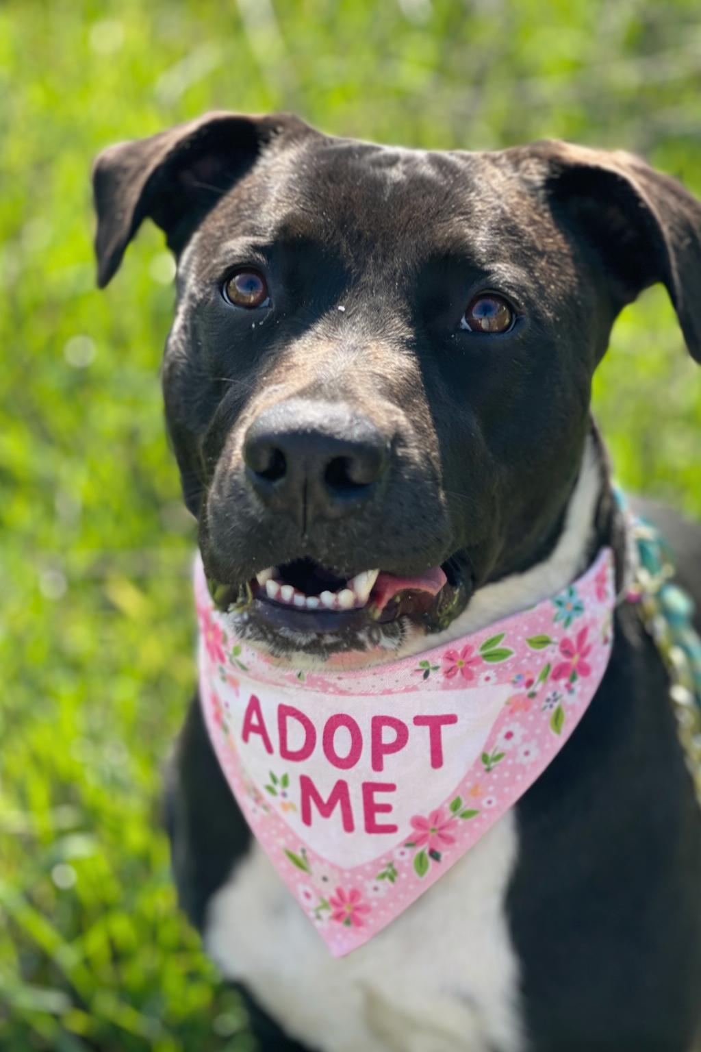Enlarge Maddie , a ADOPTABLE mixed breed in Valley Village, CA image 1/6