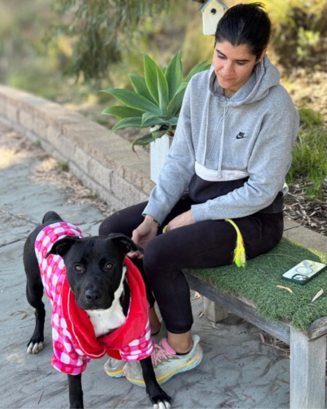 Enlarge Maddie , a ADOPTABLE mixed breed in Valley Village, CA image 5/6