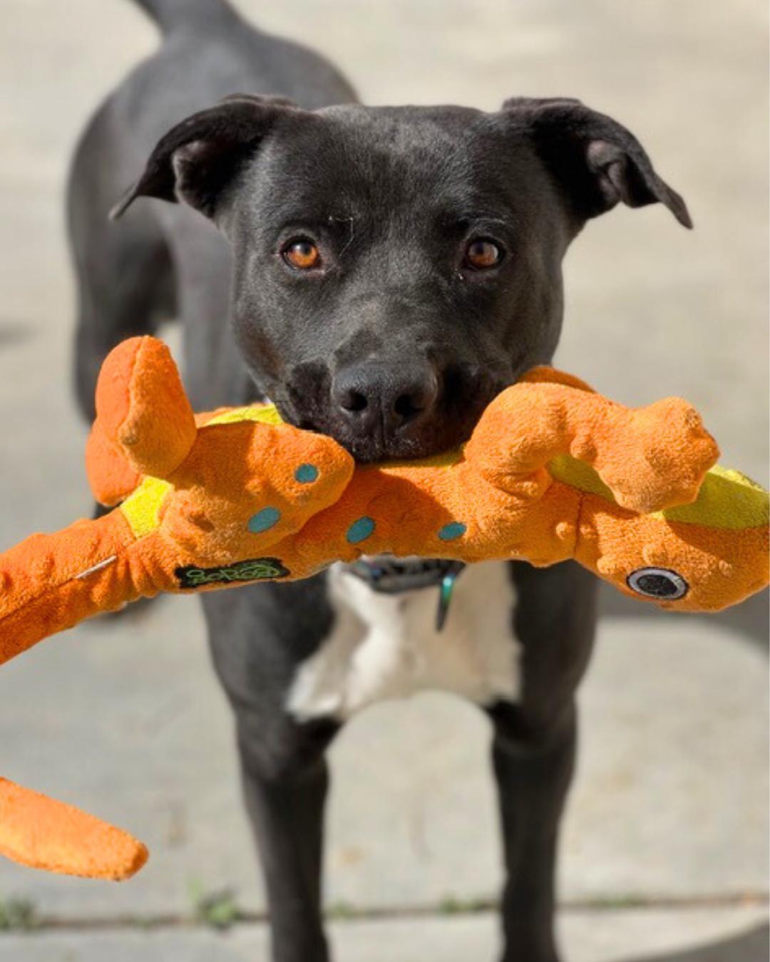 Enlarge Maddie , a ADOPTABLE mixed breed in Valley Village, CA image 4/6