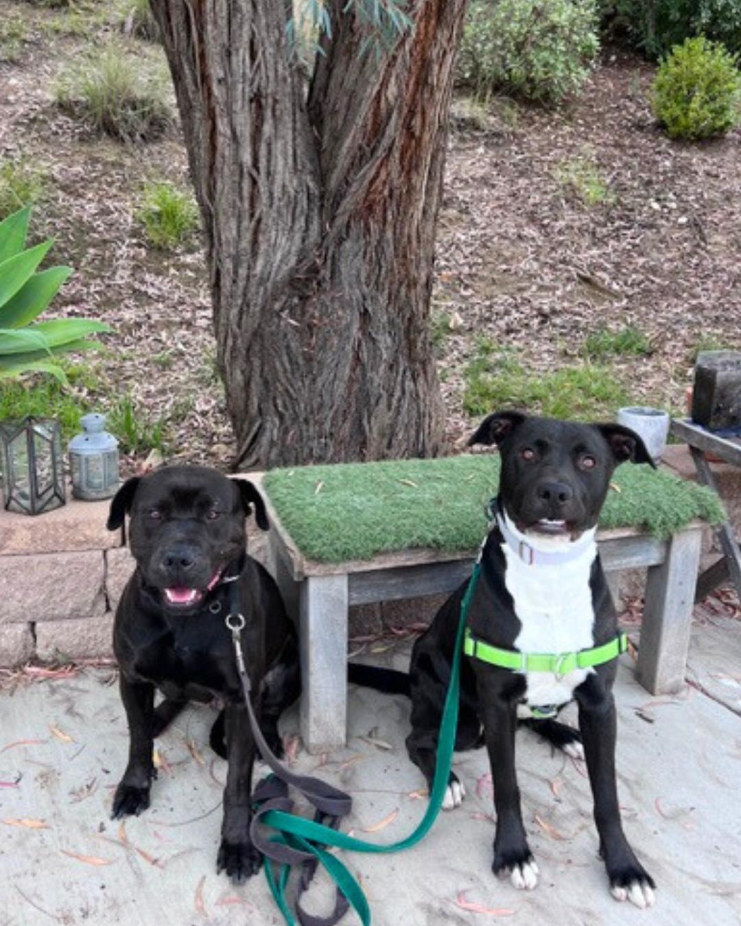 Enlarge Maddie , a ADOPTABLE mixed breed in Valley Village, CA image 3/6