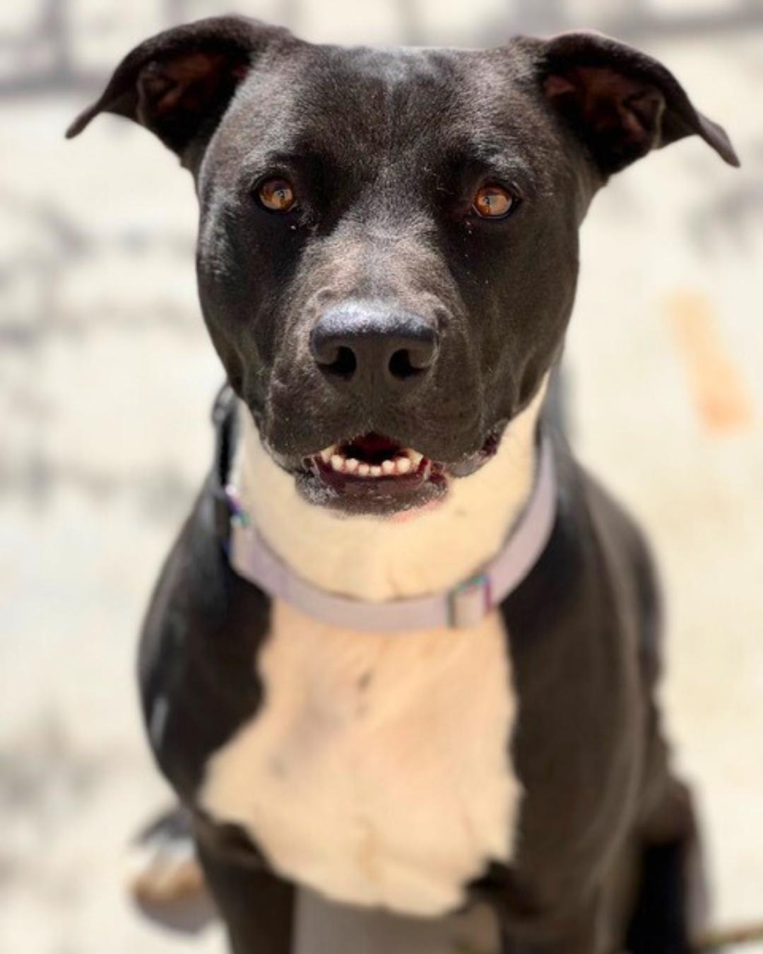 Enlarge Maddie , a ADOPTABLE mixed breed in Valley Village, CA image 6/6