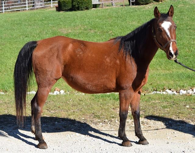 CORTANA, Adoptable, Adult Female Quarterhorse.