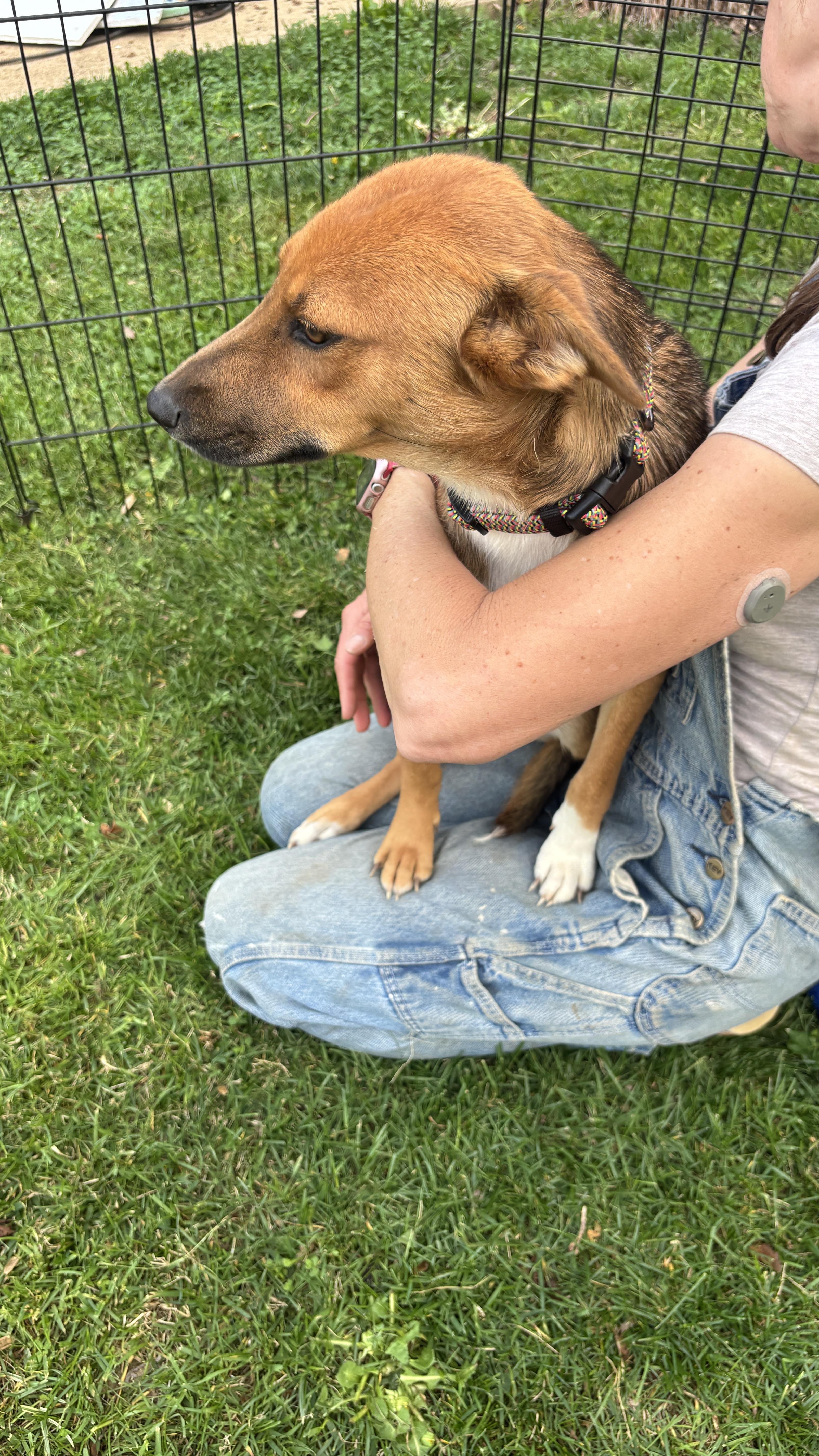 Enlarge MIMMI, a ADOPTABLE mixed breed in Annandale, VA image 3/5