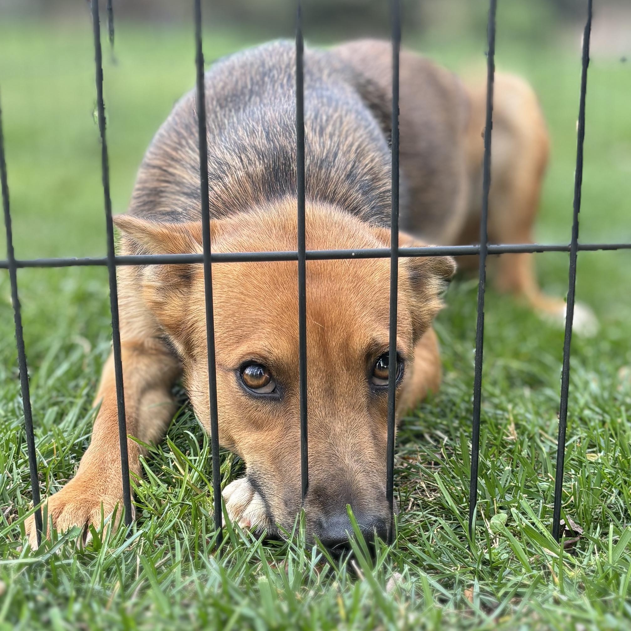 Enlarge MIMMI, a ADOPTABLE mixed breed in Annandale, VA image 1/5