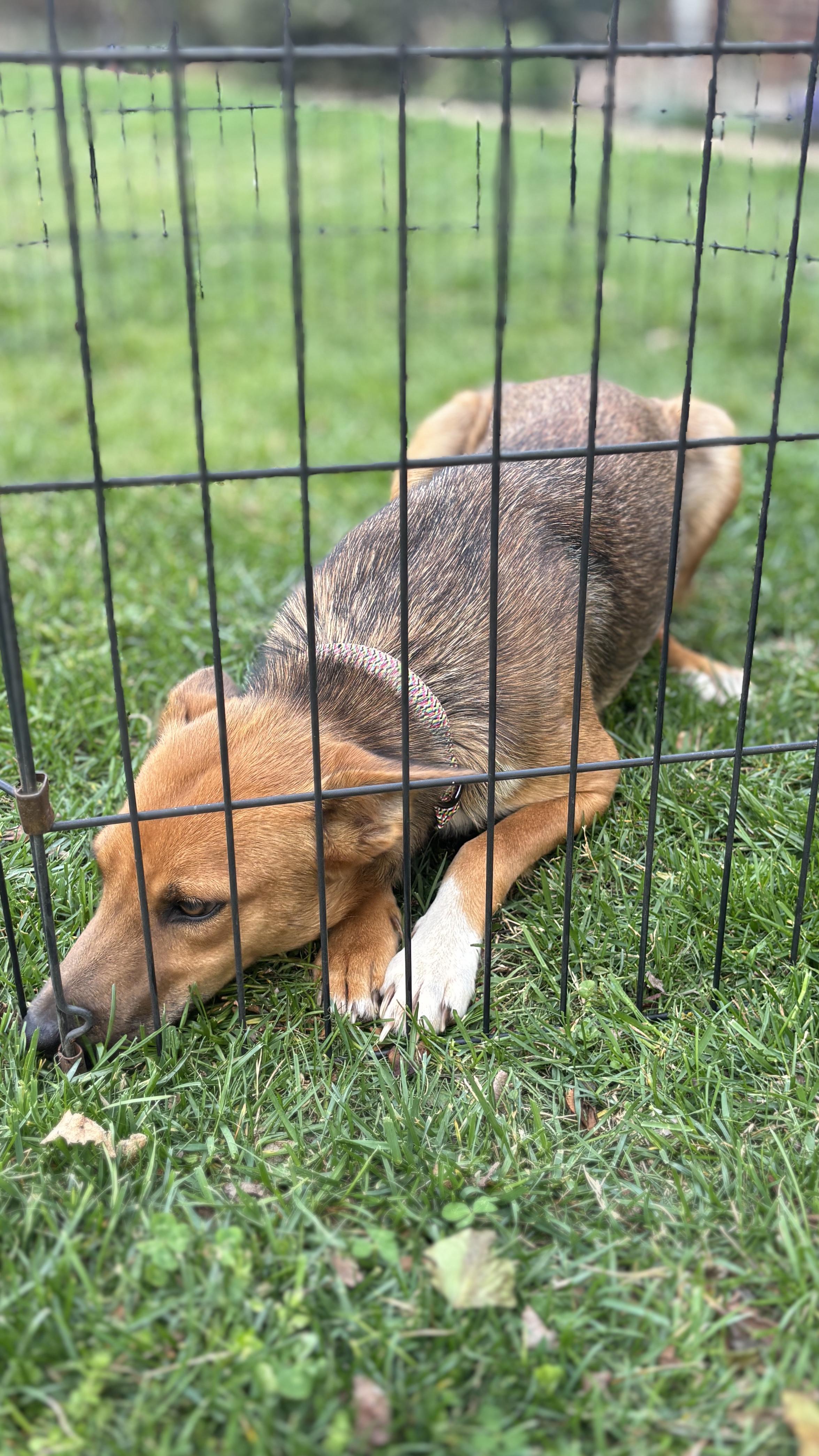 Enlarge MIMMI, a ADOPTABLE mixed breed in Annandale, VA image 4/5