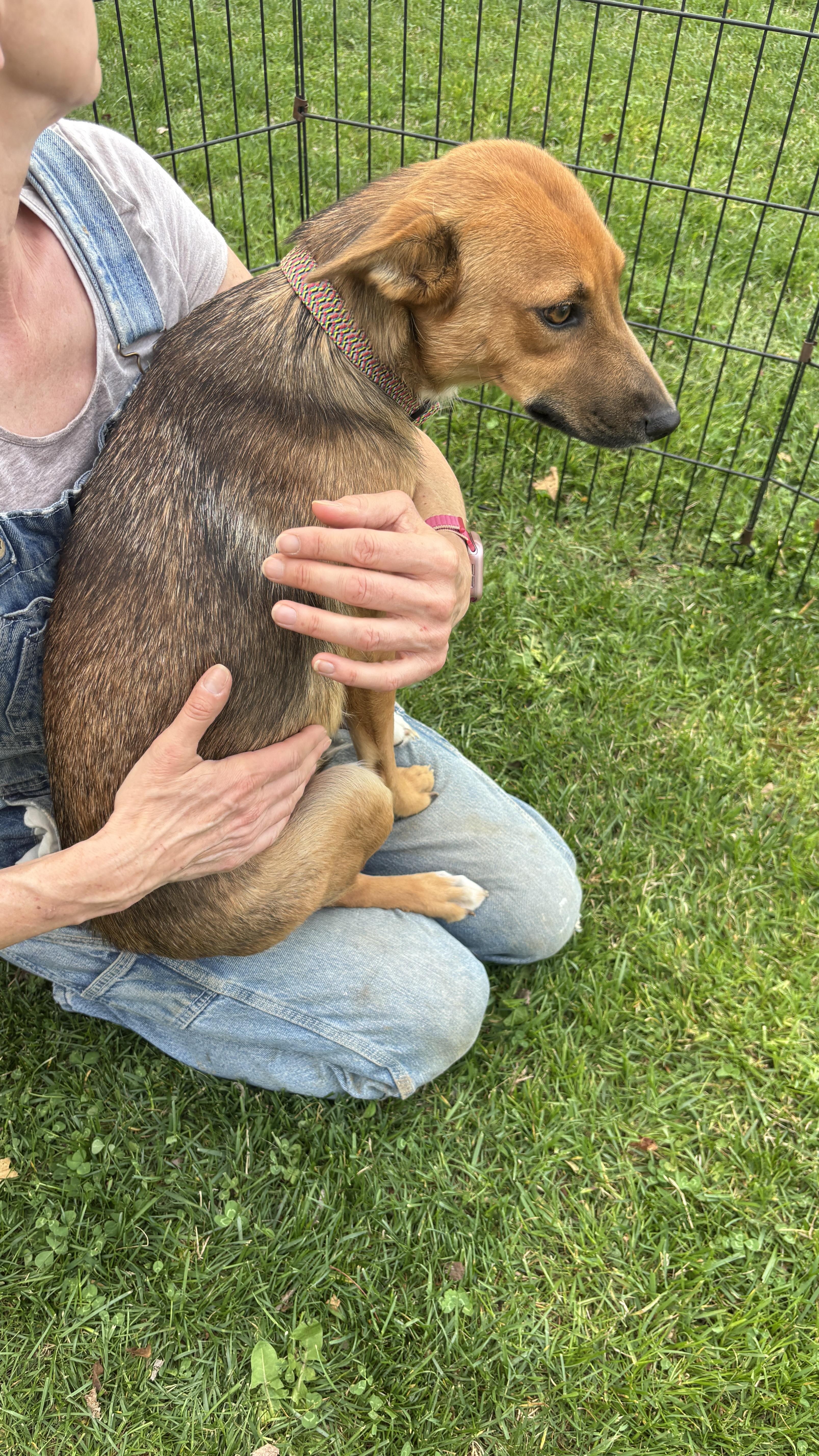 Enlarge MIMMI, a ADOPTABLE mixed breed in Annandale, VA image 5/5