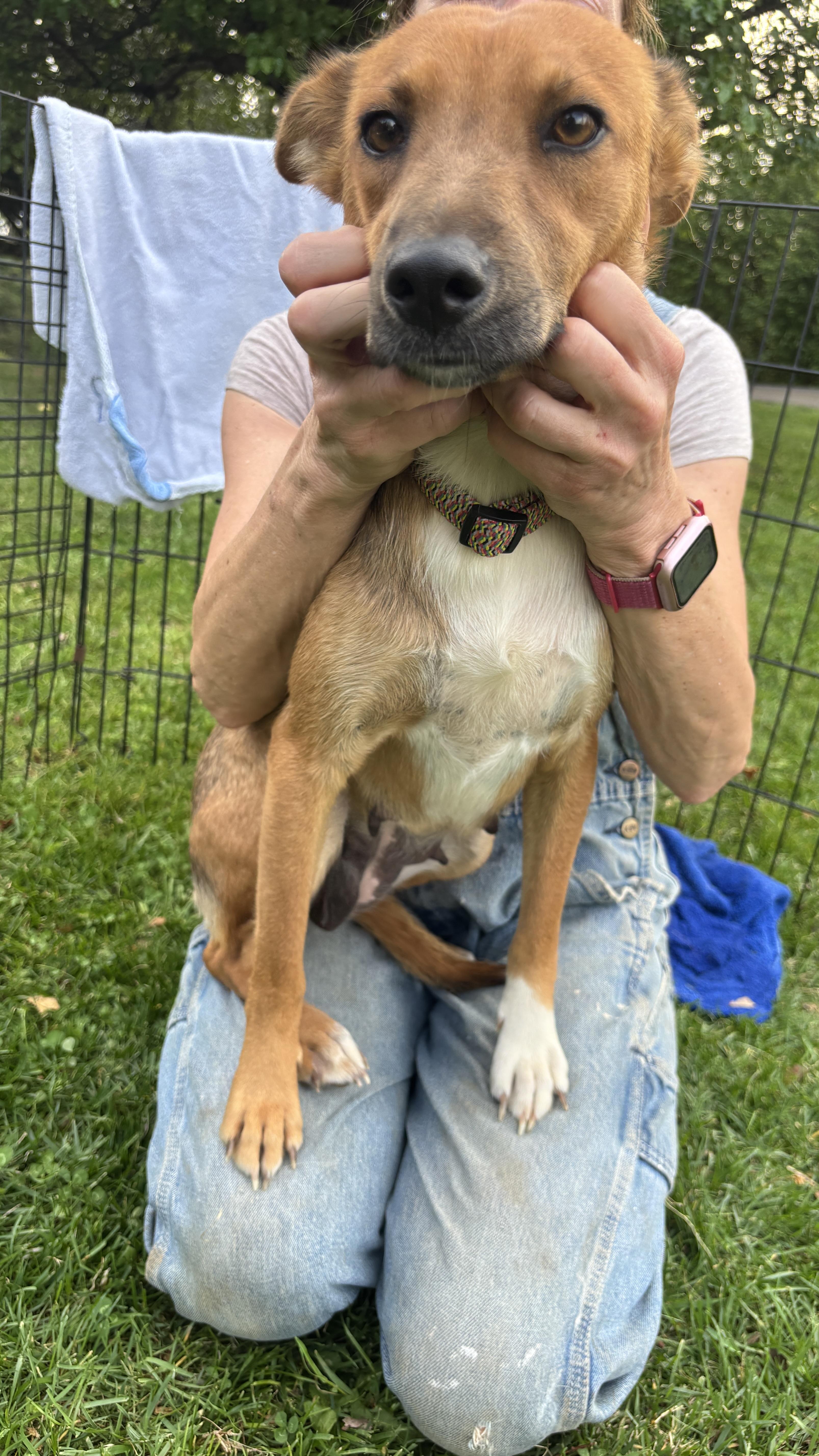 Enlarge MIMMI, a ADOPTABLE mixed breed in Annandale, VA image 2/5