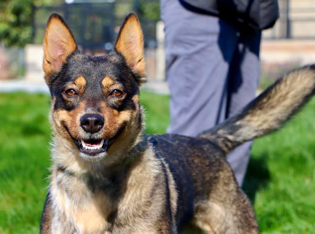 ALEXA, Adoptable, Adult Female Australian Kelpie & Australian Cattle Dog / Blue Heeler.