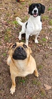 Cletus, Adoptable, Young Male Pointer & Mixed Breed.