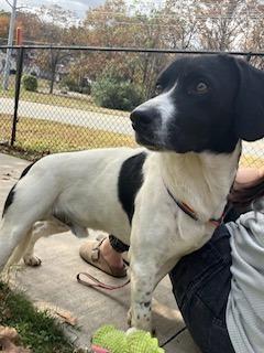 Cletus, a Adoptable mixed breed in Sherwood, AR image 2/5