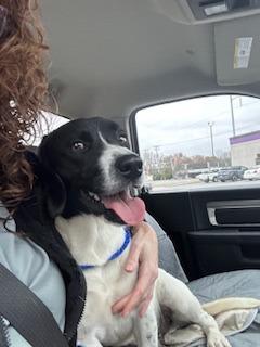 Cletus, a Adoptable mixed breed in Sherwood, AR image 5/5