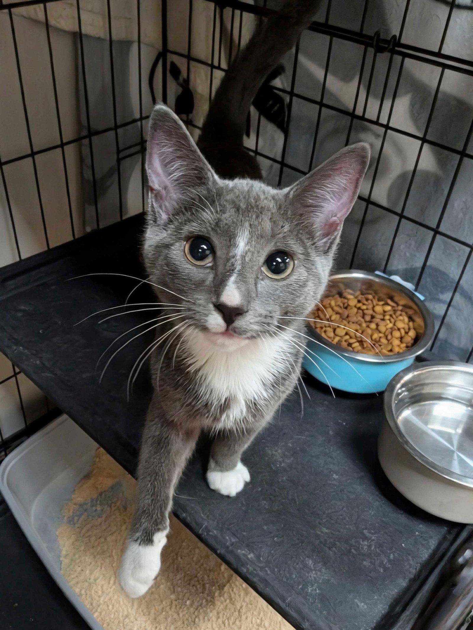 Enlarge Wisteria, a Adopted Domestic Short Hair in Lake Saint Louis, MO image 1/1